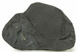 Pyritized Triarthrus Trilobite with Appendages - New York #383767-1